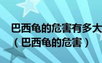 巴西龟的危害有多大?看看养龟人是怎么说的（巴西龟的危害）