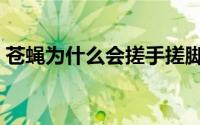 苍蝇为什么会搓手搓脚（苍蝇为什么会搓手）
