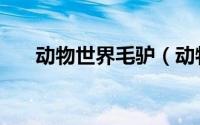 动物世界毛驴（动物世界牲行为马驴）