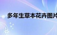 多年生草本花卉图片（多年生草本花卉）