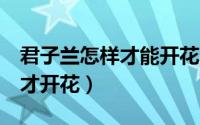 君子兰怎样才能开花5个诀窍（君子兰怎么养才开花）