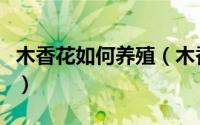 木香花如何养殖（木香花养殖方法及注意事项）