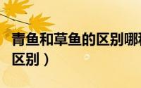 青鱼和草鱼的区别哪种鱼好吃（青鱼和草鱼的区别）