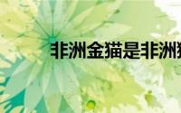 非洲金猫是非洲狮吗（非洲金猫）