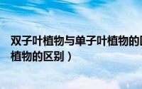 双子叶植物与单子叶植物的区别表格（双子叶植物与单子叶植物的区别）
