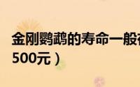 金刚鹦鹉的寿命一般在多少年（金刚鹦鹉出售500元）