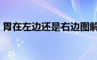 胃在左边还是右边图解（胃在左边还是右边）