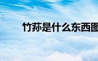 竹荪是什么东西图片（竹荪是什么）
