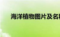 海洋植物图片及名称（海洋植物图片）