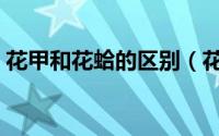 花甲和花蛤的区别（花甲和花蛤有什么区别）