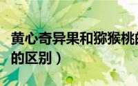 黄心奇异果和猕猴桃的区别（奇异果和猕猴桃的区别）