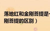 落地红和金刚菩提是一个果子吗（落地红与金刚菩提的区别）