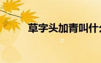 草字头加青叫什么（草字头加青）