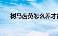 树马齿苋怎么养才能开花（树马齿苋）