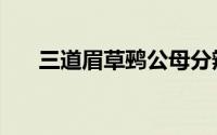 三道眉草鹀公母分辨图（三道眉草鹀）