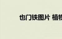 也门铁图片 植物图片（也门铁）