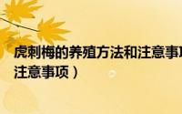 虎刺梅的养殖方法和注意事项有哪些（虎刺梅的养殖方法和注意事项）