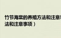 竹节海棠的养殖方法和注意事项有哪些（竹节海棠的养殖方法和注意事项）