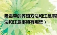 吸毒草的养殖方法和注意事项有哪些要点（吸毒草的养殖方法和注意事项有哪些）