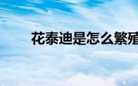 花泰迪是怎么繁殖出来的（花泰迪）