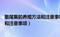 散尾葵的养殖方法和注意事项叶子枯焦（散尾葵的养殖方法和注意事项）