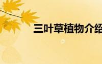三叶草植物介绍（三叶草植物）