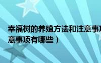 幸福树的养殖方法和注意事项大全（幸福树的养殖方法和注意事项有哪些）