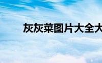 灰灰菜图片大全大图（灰灰菜图片）