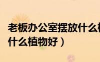 老板办公室摆放什么植物比较好（办公室摆放什么植物好）
