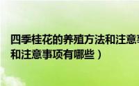 四季桂花的养殖方法和注意事项盆栽（四季桂花的养殖方法和注意事项有哪些）