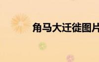角马大迁徙图片（角马大迁徙）