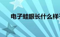 电子蛙眼长什么样子图片（电子蛙眼）