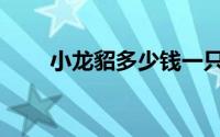 小龙貂多少钱一只（貂多少钱一只）