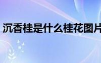 沉香桂是什么桂花图片（沉香桂是什么桂花）