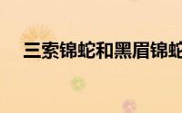 三索锦蛇和黑眉锦蛇的区别（三索锦蛇）