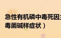 急性有机磷中毒死因主要是（急性有机磷中毒毒菌碱样症状）