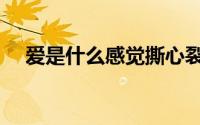 爱是什么感觉撕心裂肺（爱是什么感觉）