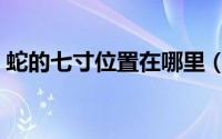 蛇的七寸位置在哪里（蛇的七寸位置示意图）